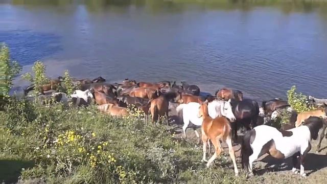 Табун на водопое смотреть онлайн