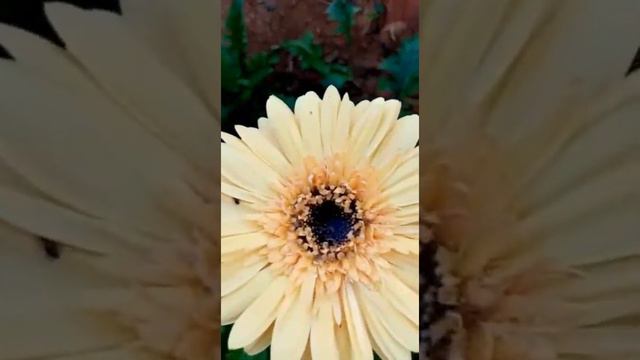ජර්බරා වගාව/ජර්බරා පැල සිටවිම/How to grow jerbera plant in sinhala. смотреть онлайн