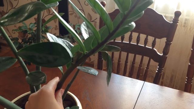 Замиокулькас Результат После Пересадки смотреть онлайн