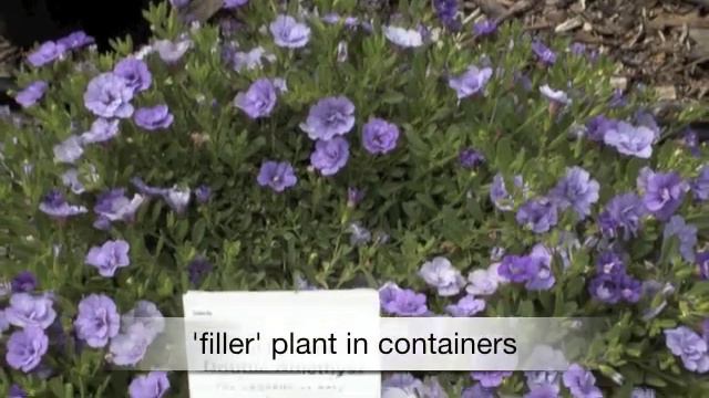 Calibrachoa Mini Famous смотреть онлайн