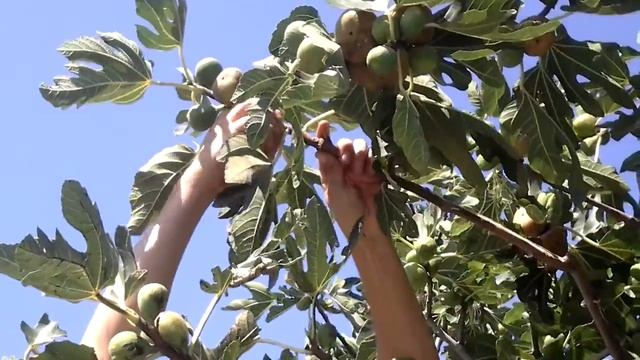 Ещё один воришка смотреть онлайн