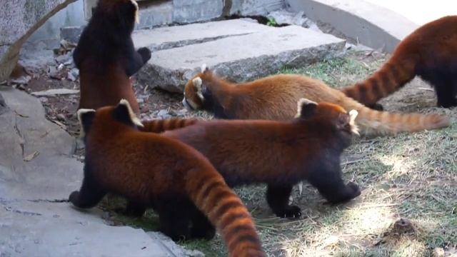 Red Panda or Firefox смотреть онлайн