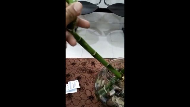 How to grow lucky bamboo in water | Caring of Lucky Bamboo / Dracaena sanderianais смотреть онлайн