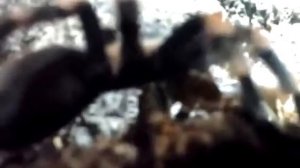 Brachypelma Smithi. Содержание пауков-птицеедов