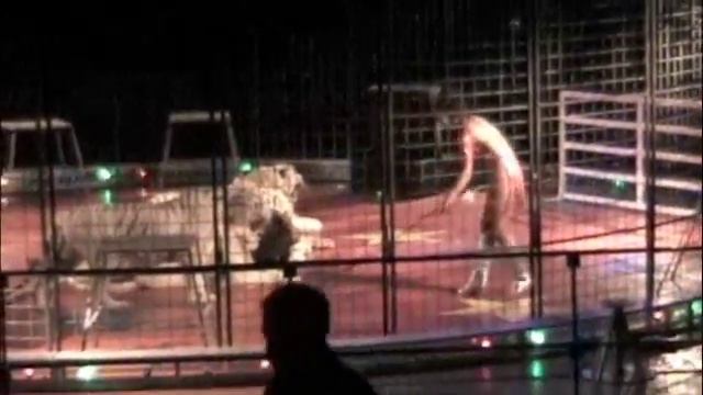 Circus Pages tigers and lions смотреть онлайн