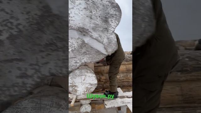 Сруб бани из сухого окоренного бревна. смотреть онлайн