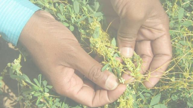 भाग्यशाली को मिलता है ये पौधा, मिल जाय तो छोड़ना मत लाखो बीमारी को ठीक करता है // смотреть онлайн