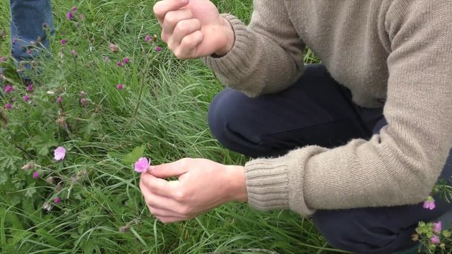 Muskuskaasjeskruid (Malva moschata) Musk Mallow смотреть онлайн