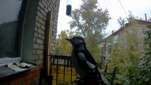 Дятел кричит. Как поет дятел. Или не поет, а вякает-квакает.