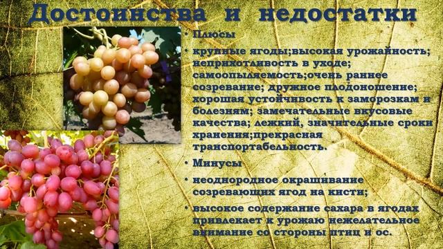 Ливия виноград смотреть онлайн