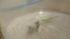 Богомол против паука? Богомол в Украине)mantis