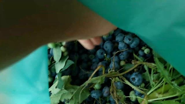 ГОЛУБИКА. Когда ждать плодоношения с саженцев? смотреть онлайн