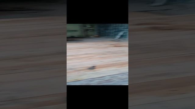 VID_20220305_162253.mp4