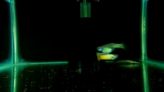 Full Gold Round Tail смотреть онлайн