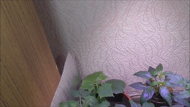 Зимний огород в квартире. Выращивание овощей и зелени дома зимой! Январь 2021 смотреть онлайн