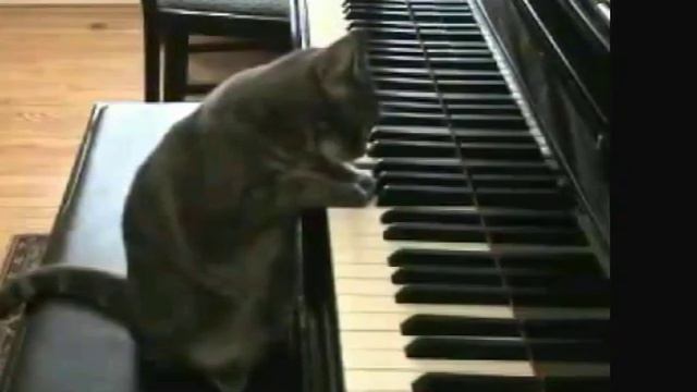 Супер-животные