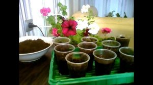 Вьюнок трехцветный. Посев вьюнка дома.