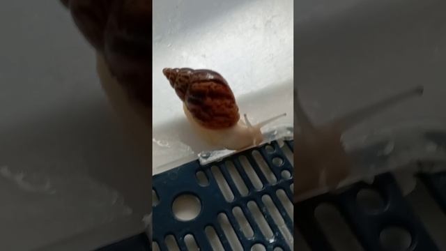 Моя улитка Джерри. смотреть онлайн