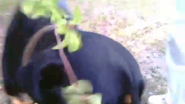 Майки и черешня(2) смотреть онлайн