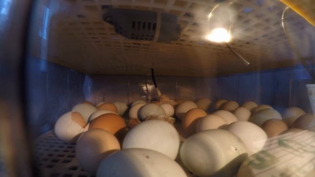Как вылупляются цыплята в инкубаторе из яйца мой дедушка разводит кур и утак смотреть онлайн