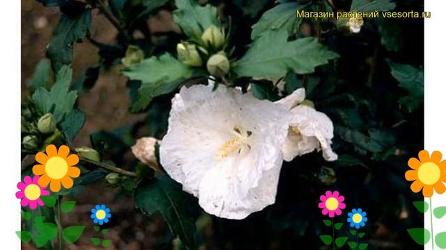 Гибискус сирийский Вильям Р. Смит. Краткий обзор, описание hibiscus syriacus William R. Smith смотреть онлайн