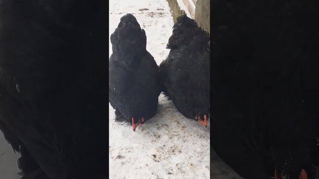 куры Кохинхин черный смотреть онлайн