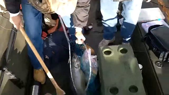 Salmon Fishing Lake Michigan смотреть онлайн