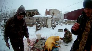 давайте резать свинью