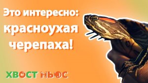 Это интересно! Красноухая черепаха