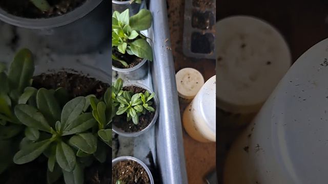 Калібрахоа,живцювання.😊Мій досвід.Результат вкорінення😊#українськийконтент #петуния смотреть онлайн