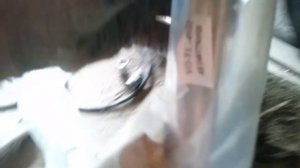 замена верхних рычагов ауди а6 с6