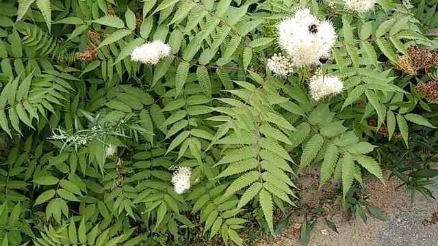 Августовские Шмели на Осенних Цветах | Мохнатый Шмель на Душистый Хмель | СЕДОЙ ДЕД смотреть онлайн