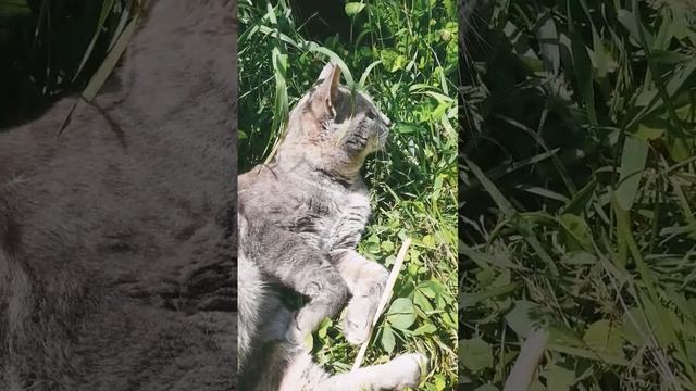 Барсик лодырь смотреть онлайн