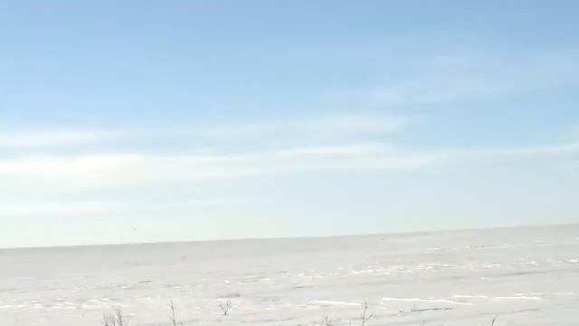 The Arctic fox animal .зверек песец смотреть онлайн