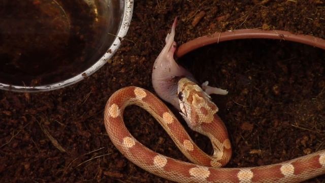 Feeding snakes #2 Pantherophis guttatus смотреть онлайн