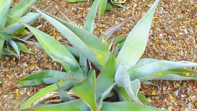 The Plant Traveller: Agave guiengola from Oaxaca in Mexico смотреть онлайн