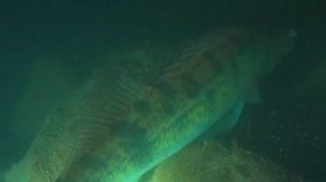 Подводная охота - судак