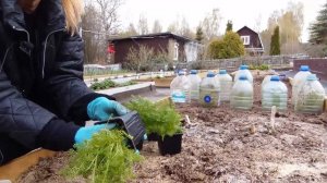 Ромашка аптечная о А до Я.