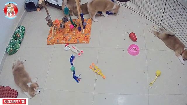 AKITA INU - TORA & KANAME - PUPPIES 2020- HIKARI KAI INU смотреть онлайн