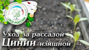 Когда провести подкормку рассады цинии. Уход за рассадой Цинии изящной.