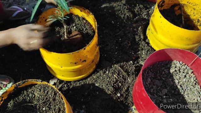 Soil making for my new plants🌱 how I will do my potting mix смотреть онлайн