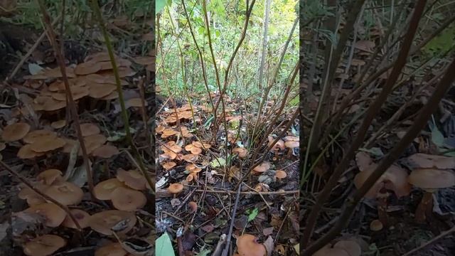 ❗ОСЕННИЕ ОПЯТА ОКРУЖИЛИ ГРИБНИКА? смотреть онлайн