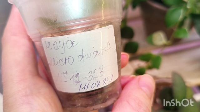 комнатные растения// цветение на стеллаже смотреть онлайн