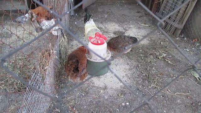 Ежевика. Как растет эта ягода. Blackberries. How to grow this berry. смотреть онлайн