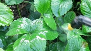 ПОЛЕЙТЕ ВСЕГО ПОЛ ЛИТРА ПОД КУСТИК.И БУДИТЕ РАЗДАВАТЬ КЛУБНИКУ ВСЕМ КТО ЗАХОЧЕТ.КАЛЬЦИЕВАЯ СЕЛИТРА.