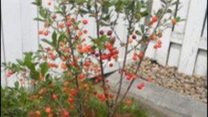 Как вырастить черешню из косточки