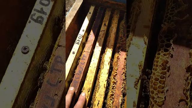 Свободное гнездо. ЭКСПЕРЕМЕНТ смотреть онлайн