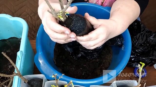 Светофор. Обзор саженцев цветущих кустарников. смотреть онлайн