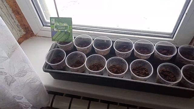 Посадил огурцы на подоконнике. смотреть онлайн