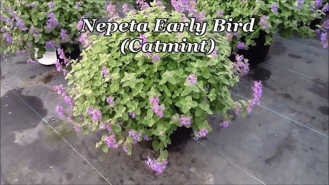 Best Perennials for Sun - Nepeta Early Bird (Catmint) смотреть онлайн